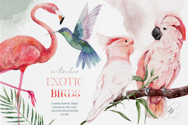 Watercolor Exotic Birds Tropical Png